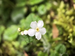 Trigonotis formosana elevatovenosa