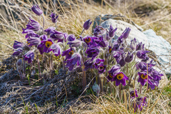 Pulsatilla montana