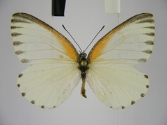 Mylothris bernice