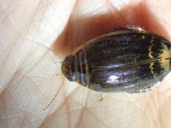 Acilius semisulcatus