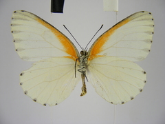 Mylothris bernice