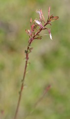 Oenothera simulans