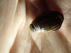 Acilius semisulcatus