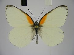 Mylothris bernice