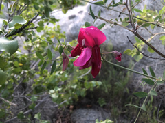 Lathyrus splendens