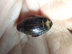 Acilius semisulcatus