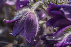 Pulsatilla montana