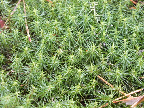 Polytrichum commune