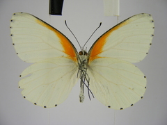 Mylothris bernice