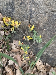 Chamaecytisus hirsutus