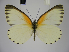 Mylothris bernice