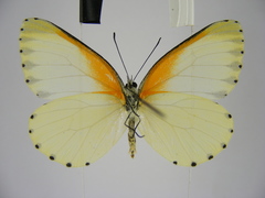Mylothris bernice
