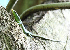 Dasia olivacea