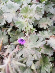 Geranium molle