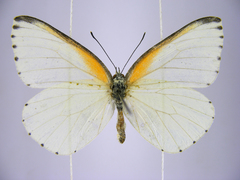Mylothris bernice