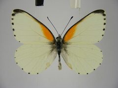 Mylothris bernice