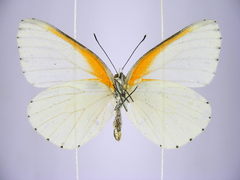 Mylothris bernice