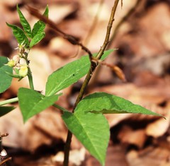 Vicia oroboides