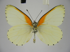 Mylothris bernice