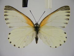 Mylothris bernice