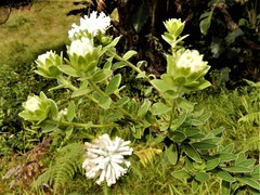 Lasiosiphon calocephalus