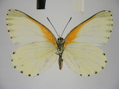 Mylothris bernice