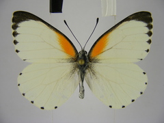 Mylothris bernice