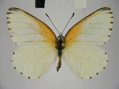 Mylothris bernice