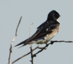 Hirundo dimidiata