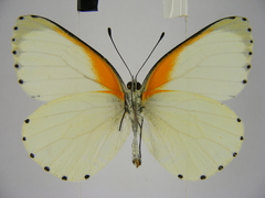 Mylothris bernice