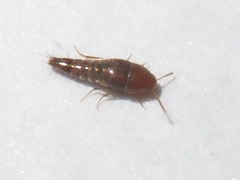 Sepedophilus nigripennis