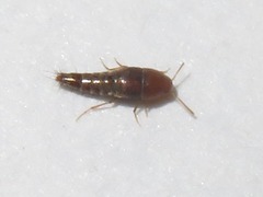 Sepedophilus nigripennis