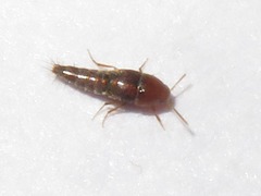 Sepedophilus nigripennis