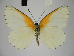 Mylothris bernice
