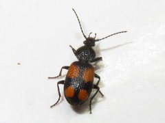 Panagaeus cruxmajor