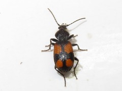 Panagaeus cruxmajor