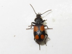 Panagaeus cruxmajor