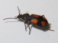 Panagaeus cruxmajor