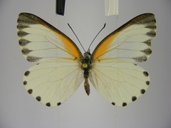 Mylothris bernice