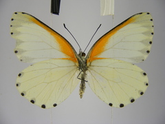 Mylothris bernice