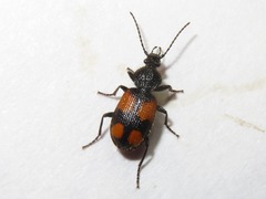 Panagaeus cruxmajor