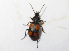 Panagaeus cruxmajor