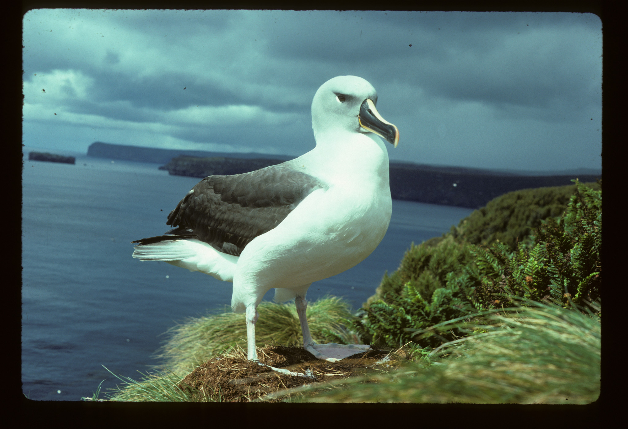 Grey-headed Albatross