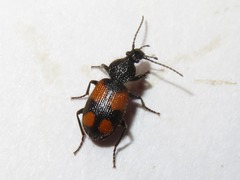 Panagaeus cruxmajor