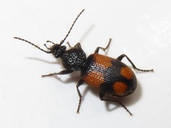 Panagaeus cruxmajor
