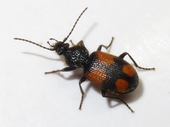Panagaeus cruxmajor