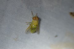 Chlorotabanus crepuscularis