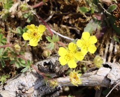 Potentilla pusilla
