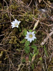 Chondrophylla