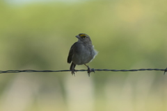 Ammodramus aurifrons